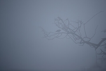 Ein Teichhuhn im dichten Frühnebel auf einem Ast