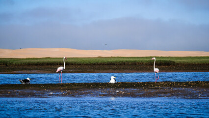 The landscape of Khenifiss National Park in Morocco © Jakub