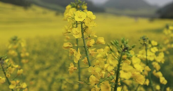 ellow cole flowers flowering at countryside, Yunnan province,China