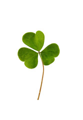 Green shamrock leaf isolated on transparent background. Three-leaved clover leaf for design. Symbol of St. Patrick's day holiday.