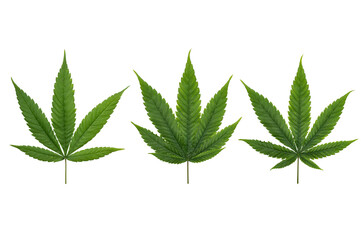 Set of hemp leaf isolated on transparent background. Marijuana, cannabis leaf for design.