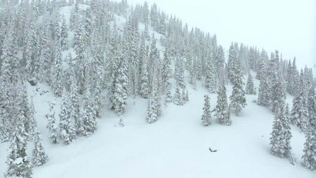Cinematic aerial Colorado winter spring deep powder snow snowing covered trees Loveland Ski Resort Eisenhower Tunnel Coon Hill backcountry i70 heavy Continential Divide Rocky Mountains up forward
