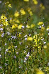 Summer alpine meadow wildflowers. Purple Vanilla Lily, Arthropodium milleflorum, family Asparagaceae, growing amongst yellow Bulbine bulbosa lily, family Asphodelaceae. Edible indigenous food plants - 702176198