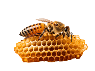 bee on honeycomb