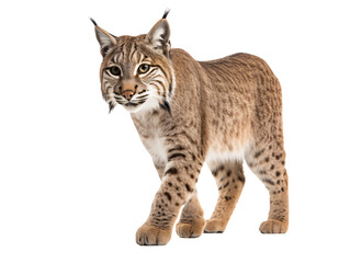 lynx in front of white background