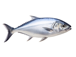 Fototapeta premium fish isolated on white