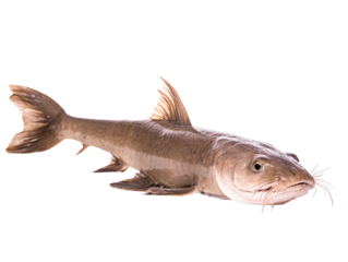 fish isolated on white background