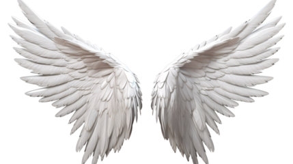 angel wings isolated on white