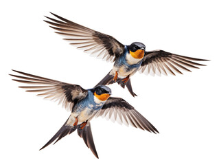 Naklejka premium red tailed hawk