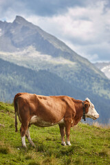 Fototapeta na wymiar Cows grazing in pasture. Farming. Tirol region. Austria.