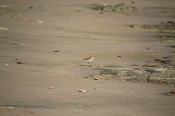ave borelho de coleira interrompida - Charadrius alexandrinus