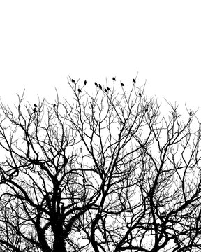 Tree silhouette with birds, black and white