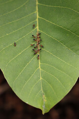 Close-up of red Ants eating green aphids on a green Walnut leaf. Formica rufa and Aphidoidea 