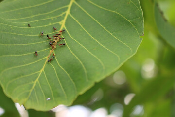 Close-up of red Ants eating green aphids on a green Walnut leaf. Formica rufa and Aphidoidea 