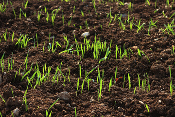 Green cereal plants growing in rows in the field on winter season at dawn. Wheat field on winter