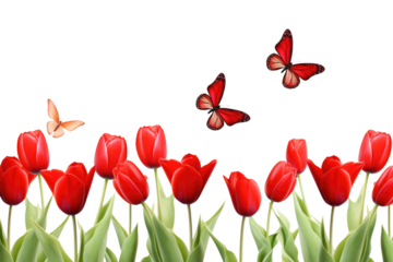 red tulips and butterflies isolated on white or transparent png background