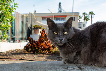 A gray cat on a wall