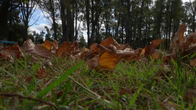 Ground-level view of fallen autumn leaves moved by the breeze.