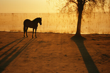 Minimalistic image capturing the graceful silhouette of a horse's shadow against a golden sunset, symbolizing the beauty of nature.