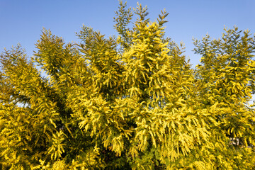 Photographic documentation of a flowering mimosa tree
