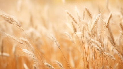 Fototapeta premium A dry grass and summer season, soft golden bokeh background
