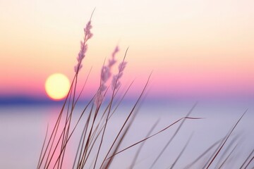 Stalks of small grass close-up in the background of sunset over a calm sea, sun setting over the horizon