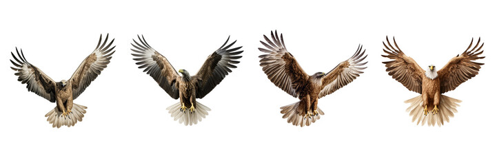 Fototapeta premium A set of single Saudi Arabian eagles is flying isolated on a transparent background in the top view. PNG
