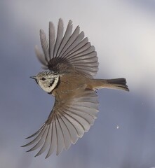 Crested Tit in Flight with open Wings © Peter