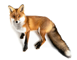 Fototapeta premium Fuchs isoliert auf weißem Hintergrund,Freisteller 