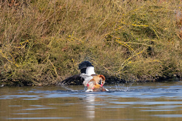 Nilg&auml;nse bei Revierstreitigkeiten