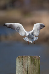 Eine Lachmöwe im Flug