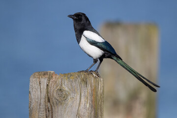 Eine Elster sitzt auf einem Holzpfosten