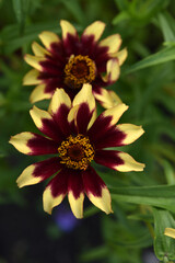 Large flowers of cynia in the summer garden. Bright flowers in close-up. The juicy color of the flowers.