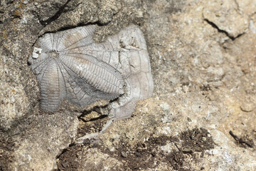 close up of a fossilized starfish