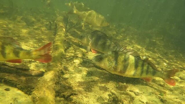 4 perch on the sand-2- Check my gallery for similar fotage.