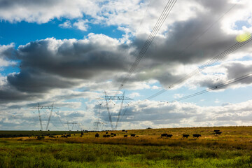 Cows grazing in the Argentine countryside, beneath a power line that crosses