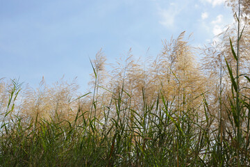 Reed flower with blue sky