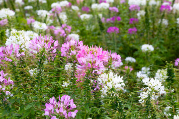 Fototapeta premium Cleome spinosa flower in the park