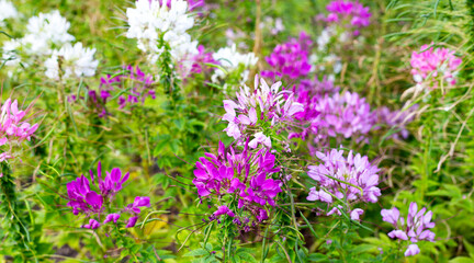 Cleome spinosa flower in the park