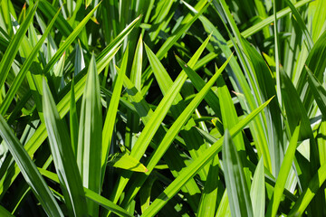 Pandan plant leaves in the garden