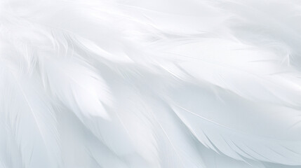 Gentle white feathers creating a tranquil and soft textured background image.