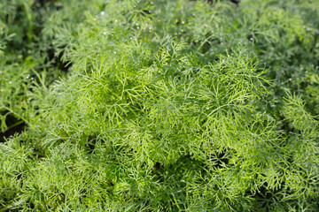 Green leaves of  dill plant in vegetables garden