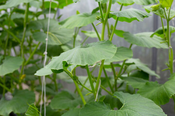 Sweet melons growing in greenhouse