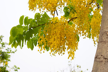 Cassia fistula flower on tree