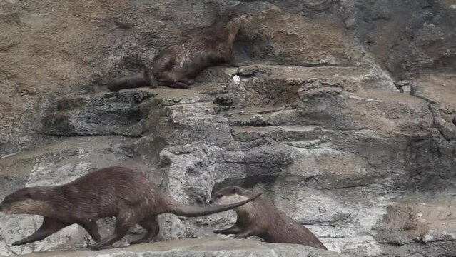 Beavers or Lutrinae. The 13 extant otter species are all semiaquatic, aquatic, or marine, with diets based on fish and invertebrates.