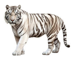 white tiger isolated on white