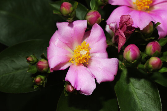 Blooming pink flower of Rose cactus (Rhodocactus grandifolius) petals