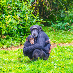Female Chimpanzee with baby in captivity