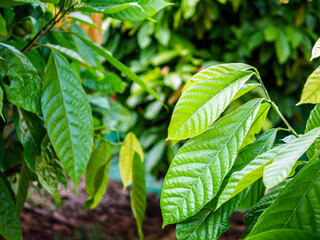 Fototapeta na wymiar young green leaf cocoa on cocoa plant, cacao tree