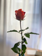 single red rose - 702212524
